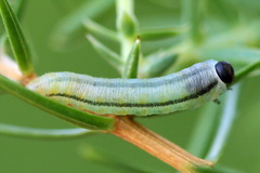 Monoctenus juniperi