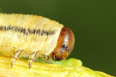 Monoctenus juniperi