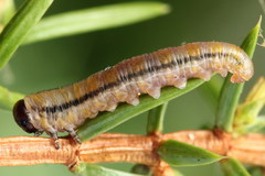 Monoctenus juniperi