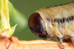 Monoctenus juniperi