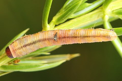 Monoctenus juniperi