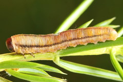Monoctenus juniperi