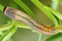 Monoctenus juniperi