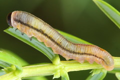 Monoctenus juniperi