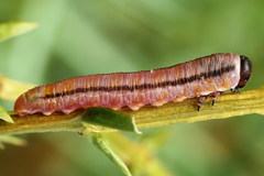 Monoctenus juniperi