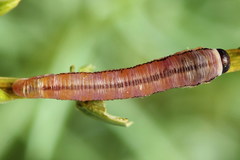 Monoctenus juniperi