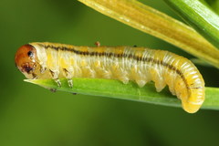 Monoctenus juniperi