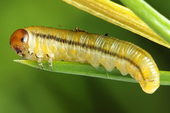 Monoctenus juniperi