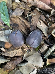 Planchonella australis