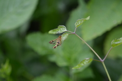 Chamaesphecia empiformis