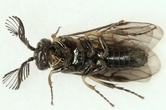 Monoctenus juniperi