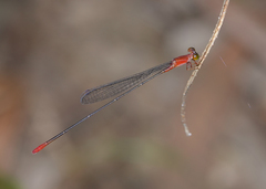 Teinobasis rufithorax