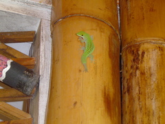 Phelsuma sundbergi longinsulae