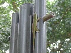 Phelsuma sundbergi longinsulae