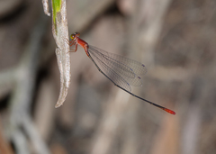 Teinobasis rufithorax
