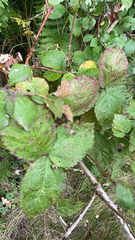 Sphaerulina westendorpii