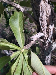 Aspidosperma
