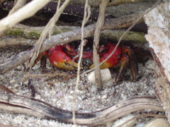 Neosarmatium meinerti