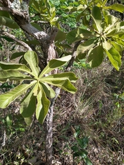 Aspidosperma