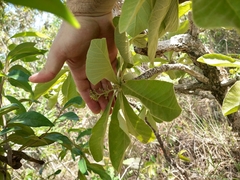 Aspidosperma