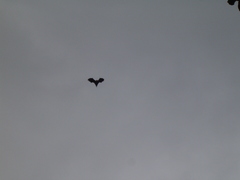 Pteropus seychellensis seychellensis