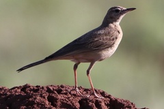 Anthus vaalensis