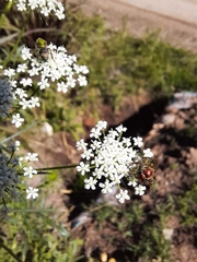 Augochloropsis tupacamaru