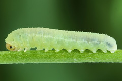 Monophadnus pallescens