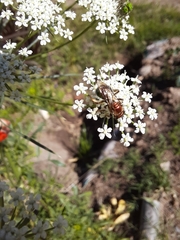 Augochloropsis tupacamaru