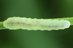 Monophadnus pallescens