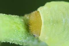 Monophadnus pallescens