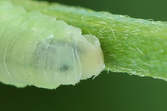 Monophadnus pallescens