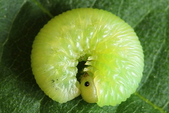 Monophadnus pallescens