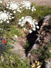Augochloropsis tupacamaru