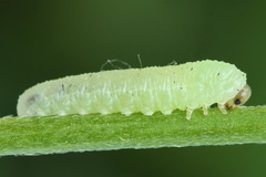 Monophadnus pallescens