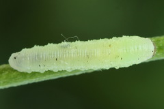 Monophadnus pallescens