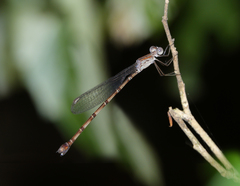 Indolestes tenuissimus