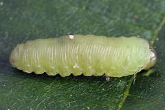 Monophadnus pallescens