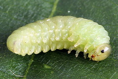 Monophadnus pallescens