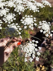 Augochloropsis tupacamaru