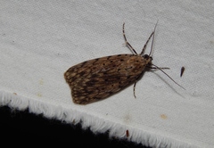 Sommeria meridionalis