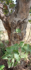 Magnoliopsida