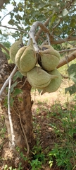 Magnoliopsida