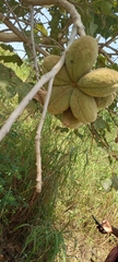 Magnoliopsida
