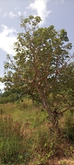 Magnoliopsida