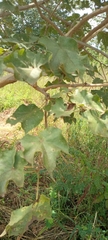 Magnoliopsida