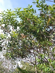 Vochysia tucanorum