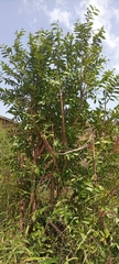 Magnoliopsida