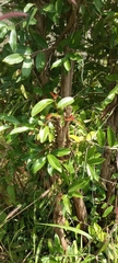 Magnoliopsida