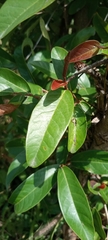 Magnoliopsida